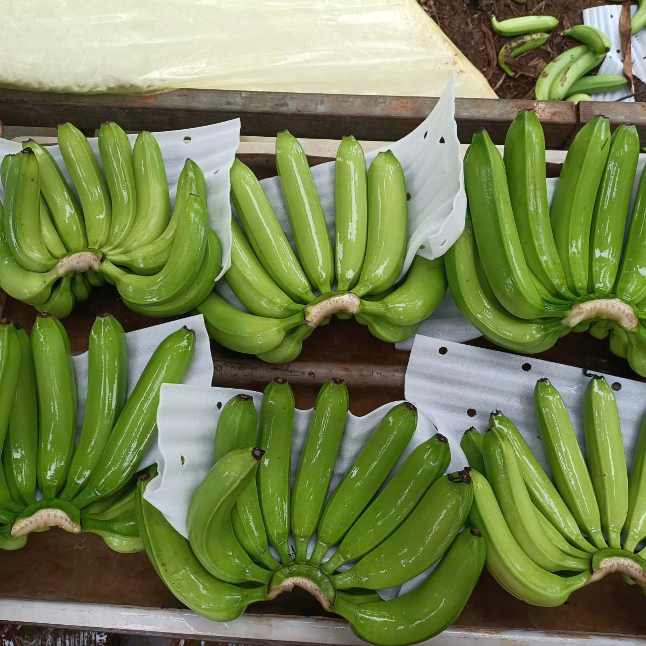 Banana (1)